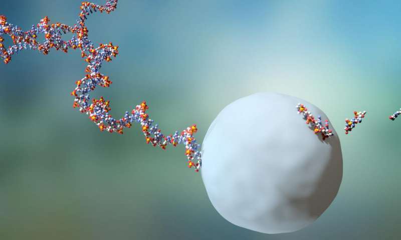 rna分子杂交的过程（rna杂交法）