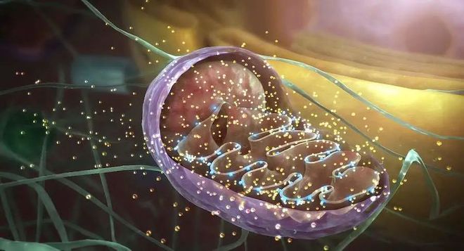 线粒体dna拥有的优势（线粒体dna的认知）
